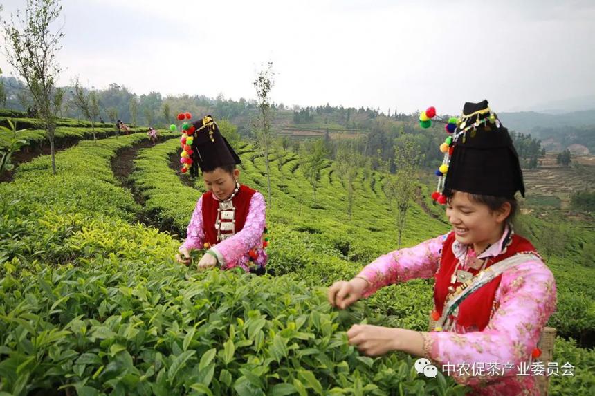 2022全国茶旅精品线路候选线路欣赏：腾冲高黎贡山茶旅走廊